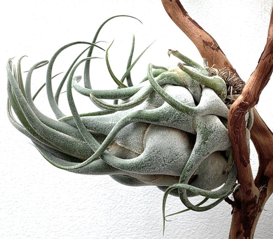 Tillandsia seleriana | Air plant | Tillandsia
