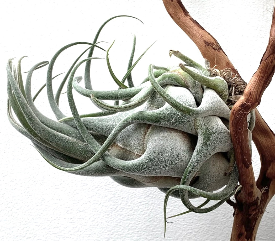 Tillandsia seleriana large air plant with thick, fuzzy, curved leaves attached to wood branch
