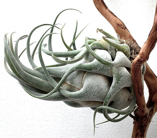 Tillandsia seleriana large air plant with thick, fuzzy, curved leaves attached to wood branch