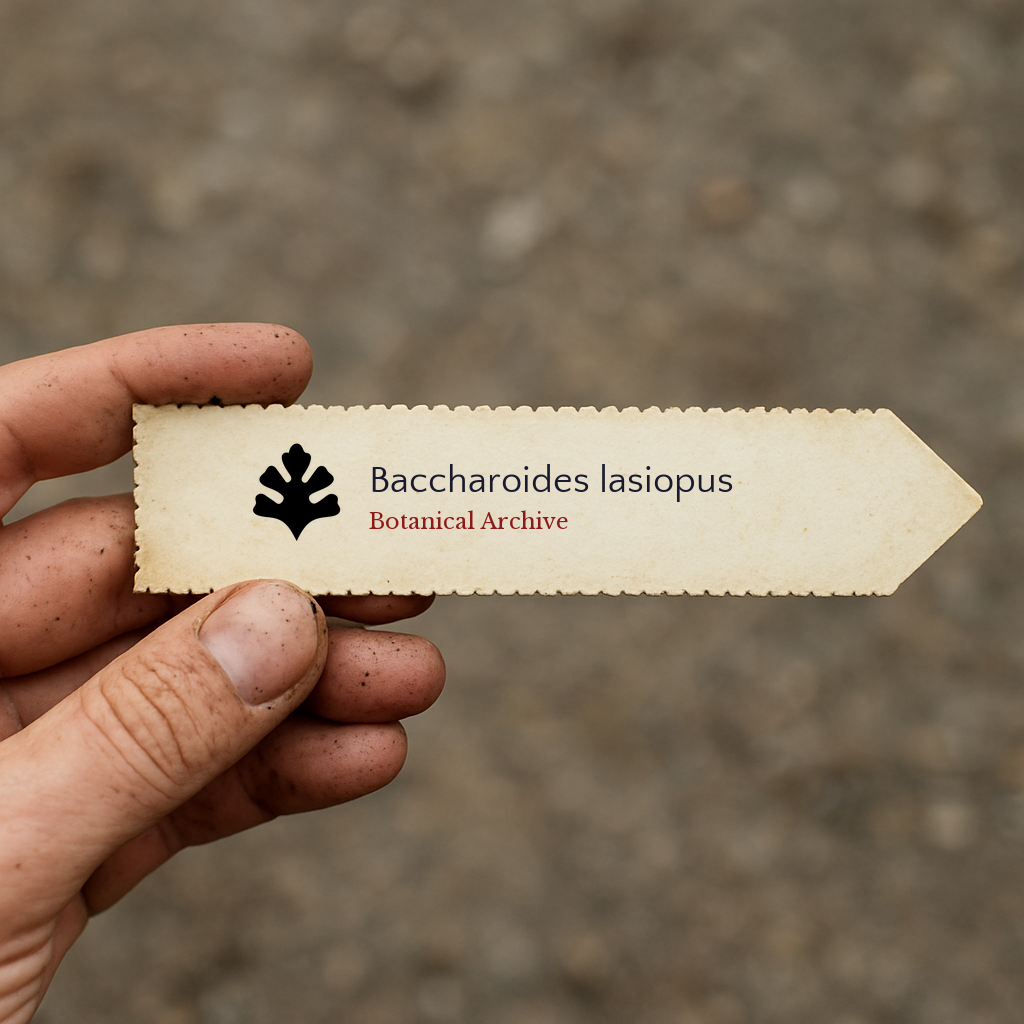 Printed plant label for Baccharoides lasiopus held by hand with dirt background