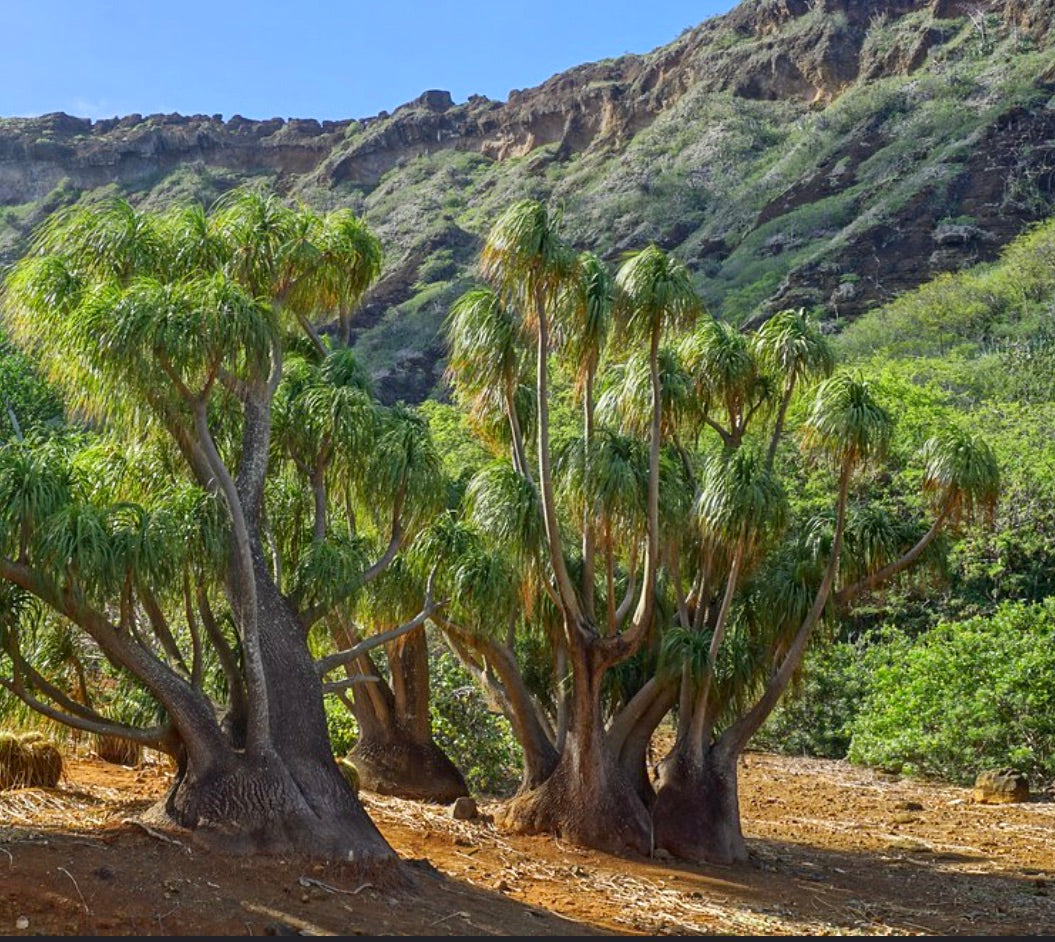 Beaucarnea recurvata con caudice spesso e sottili foglie verdi arcuate in paesaggio arido