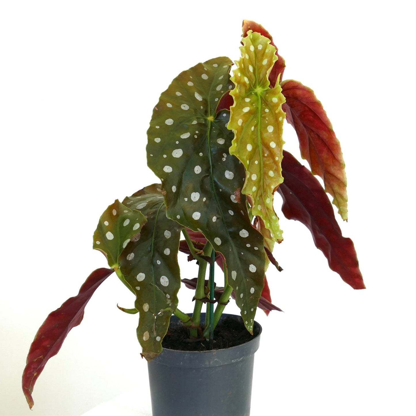 Foglie verdi e rosse macchiate di Begonia corallina con superficie testurizzata in vaso nero