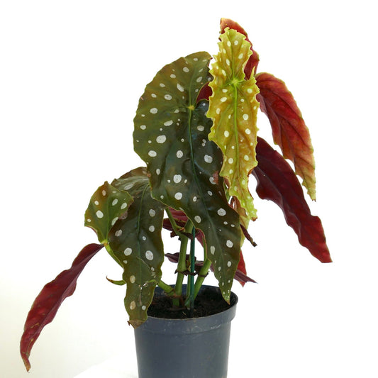 Begonia corallina green and red spotted leaves with textured surface in black pot