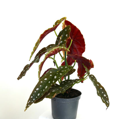 Begonia corallina | Angel wing begonia | Cane begonia