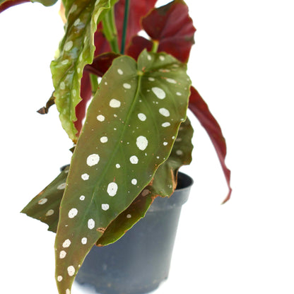 Begonia corallina | Angel wing begonia | Cane begonia