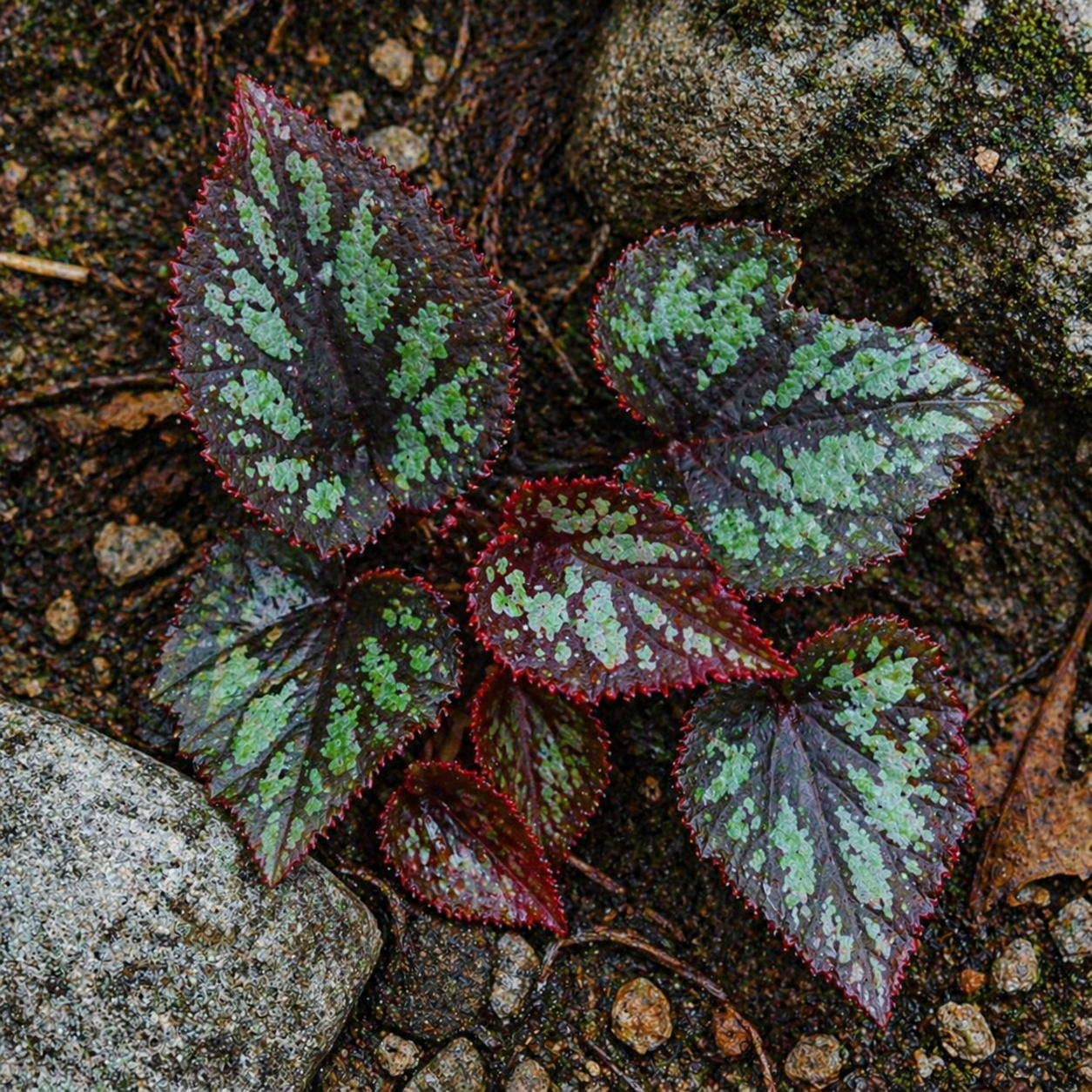 Begonia pengchingii with dark green and red variegated serrated leaves growing on rocky soil