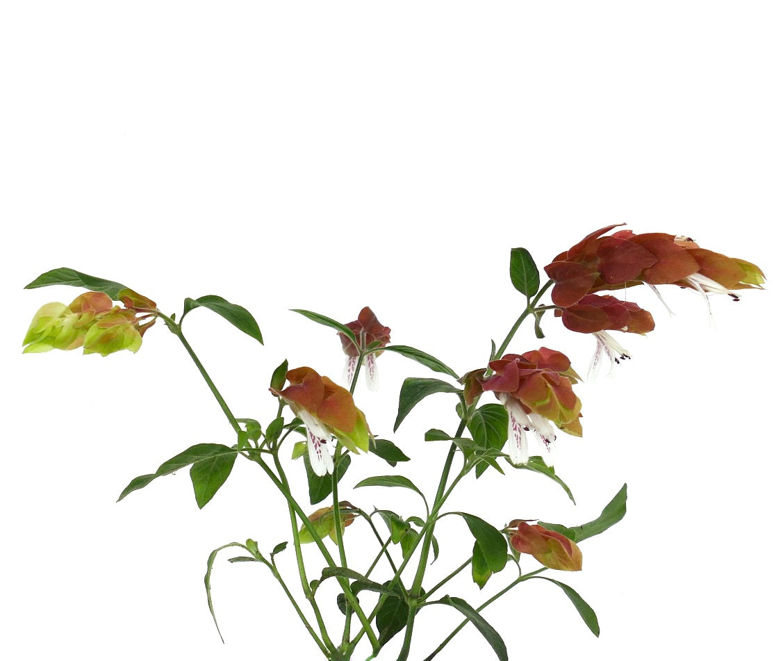 Beloperone guttata (syn. Justicia brandegeeana) | Shrimp plant