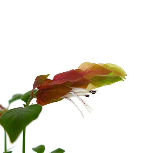 Beloperone guttata (syn. Justicia brandegeeana) | Shrimp plant