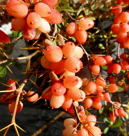 Berberis aggregata grappoli di bacche lisce arancioni con spine appuntite marroni sui rami