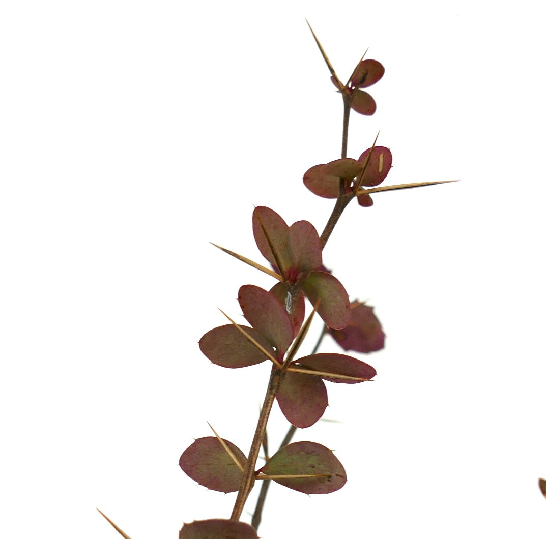 Stelo spinoso di Berberis aggregata con piccole foglie ovali rossastre, primo piano