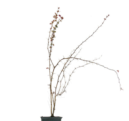 Rami radi spinosi di Berberis aggregata con poche foglie rossastre in vaso nero