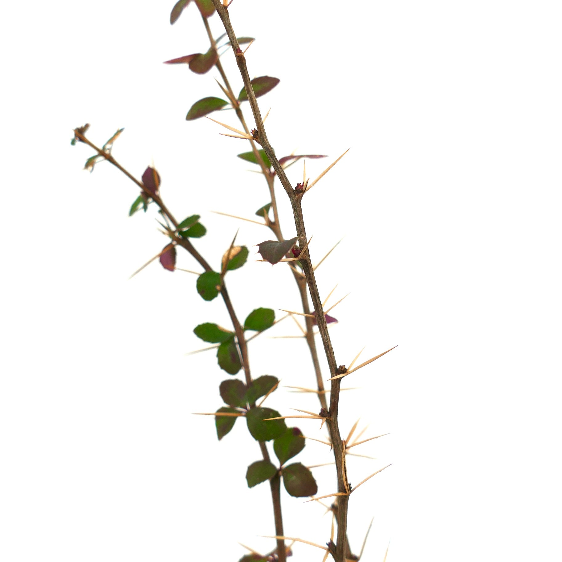 Gambi spinosi di Berberis aggregata con piccole foglie verdi e spine giallastre appuntite