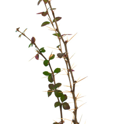 Gambi spinosi di Berberis aggregata con piccole foglie verdi e spine giallastre appuntite