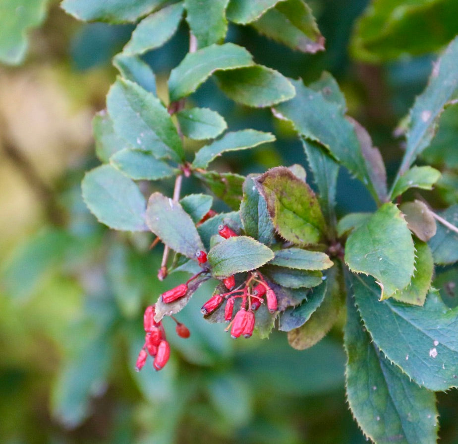 Foglie verdi seghettate di Berberis amurensis con piccole bacche rosse allungate in primo piano