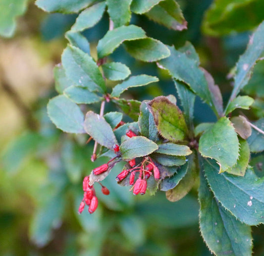 Foglie verdi seghettate di Berberis amurensis con piccole bacche rosse allungate in primo piano