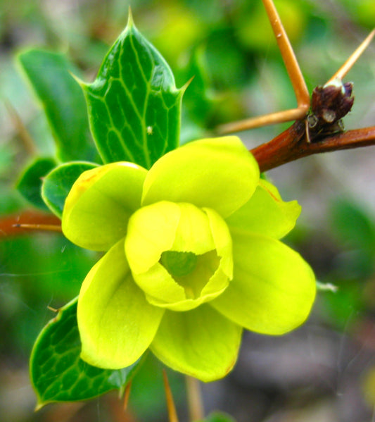 Berberis concinna bright yellow flower with spiny stems and glossy green leaves close-up