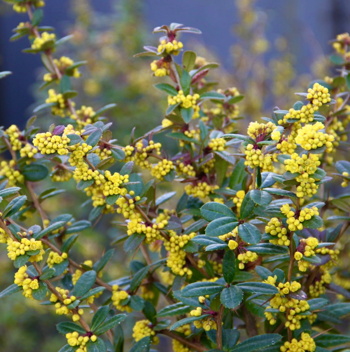 Berberis julianae arbusto sempreverde folto con foglie lucide e fiori gialli luminosi raggruppati