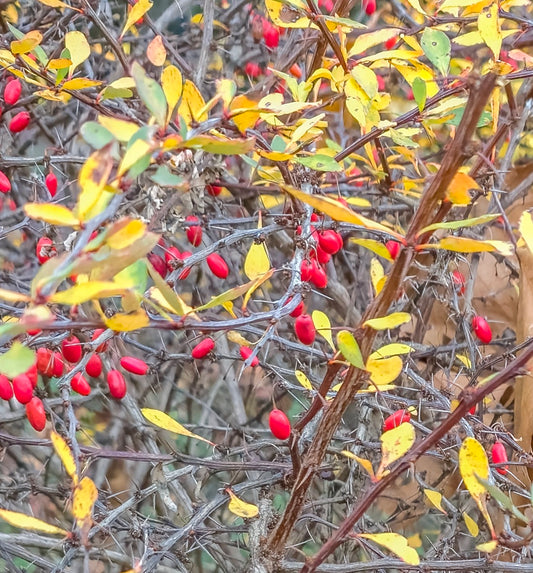 Berberis koreana shrub with yellow autumn leaves and bright red berries on thorny branches