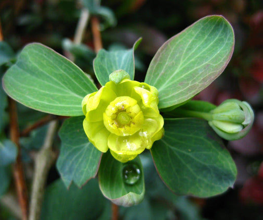 Berberis temolaica bright yellow-green flower with broad veined leaves close-up