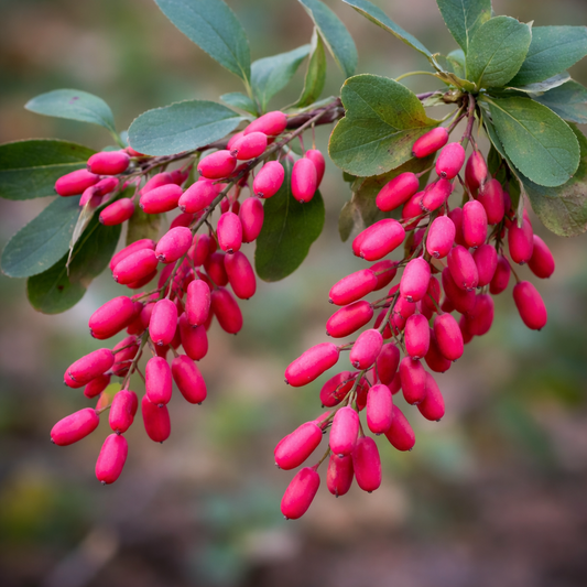 Bacche rosso brillante di Berberis vulgaris con foglie verdi sui rami, primo piano