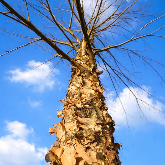 Betula nigra tree with peeling bark and bare branches against blue sky
