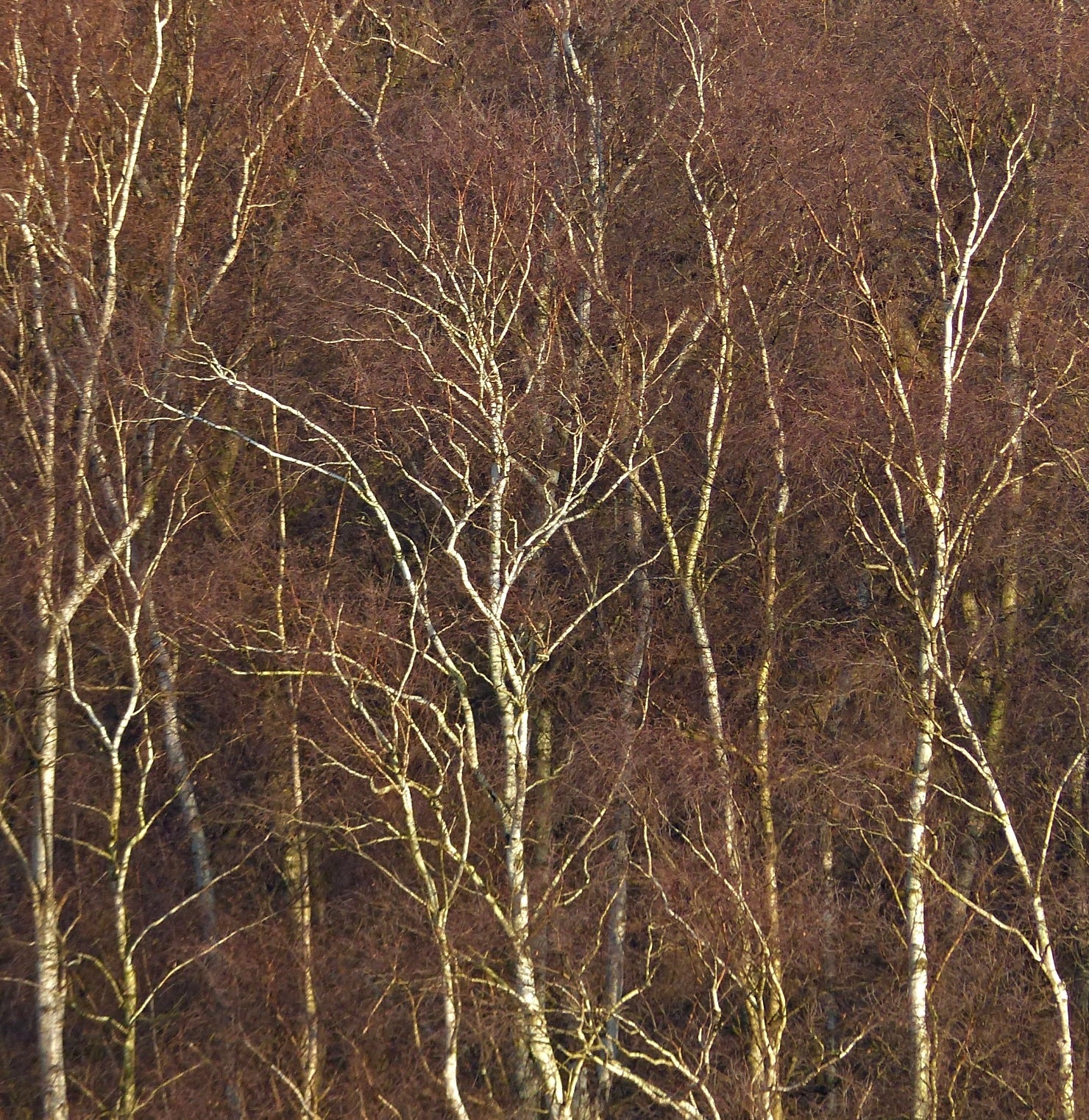 Betula pendula alberi sottili con corteccia bianca e rami fini in un ambiente invernale boschivo