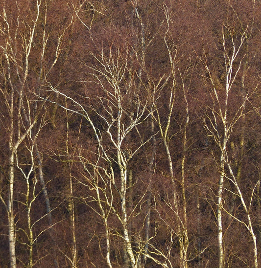 Betula pendula alberi sottili con corteccia bianca e rami fini in un ambiente invernale boschivo