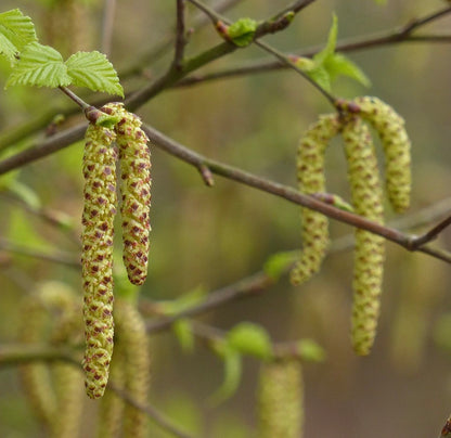 Betula pendula | Silver birch | European white birch