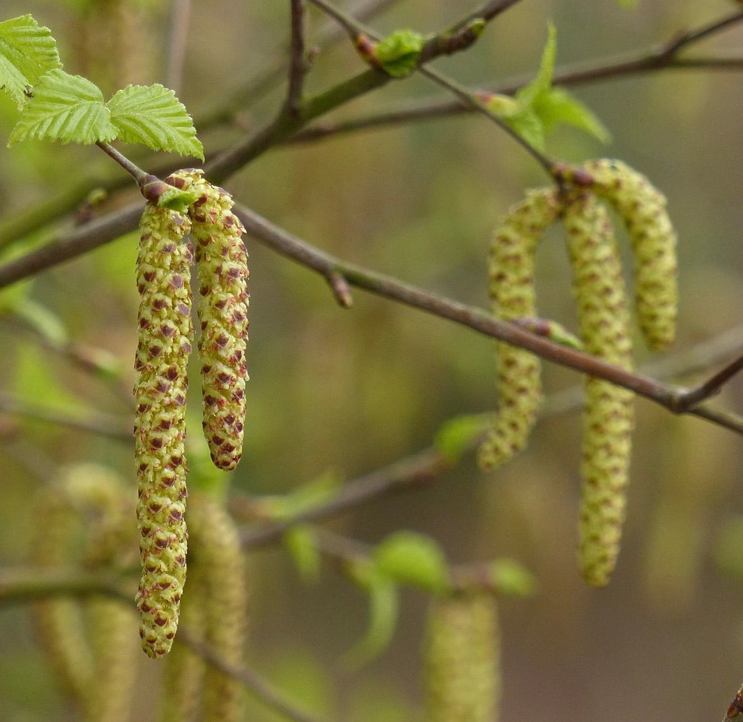 Gemme fresche verdi di Betula pendula e giovani foglie seghettate sui rami in primavera