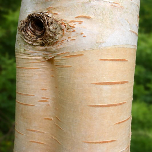 Betula utilis smooth pale bark with horizontal lenticels and knot detail close-up