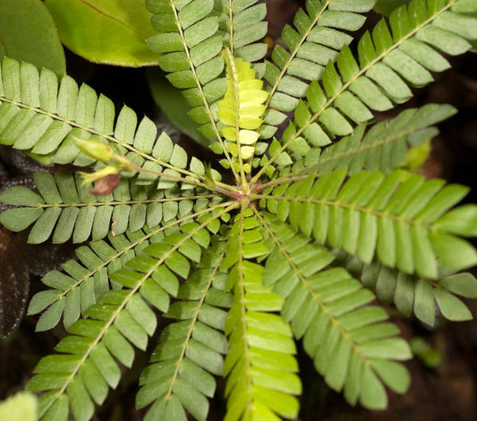 Biophytum sensitivum | Little Tree Plant | Sensitive Plant