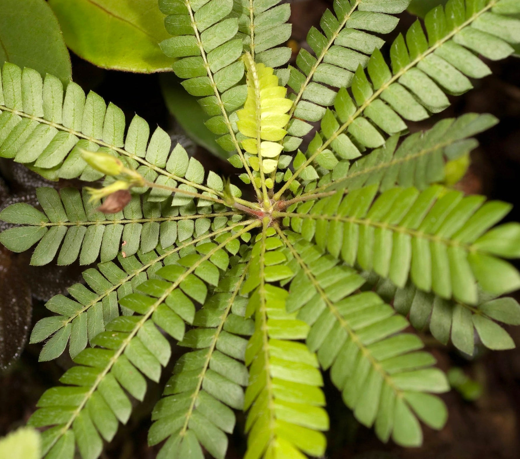 Biophytum sensitivum foglie composte verdi delicate con tessitura fine pianta in primo piano