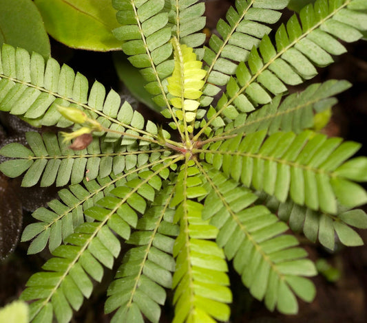 Biophytum sensitivum foglie composte verdi delicate con tessitura fine pianta in primo piano