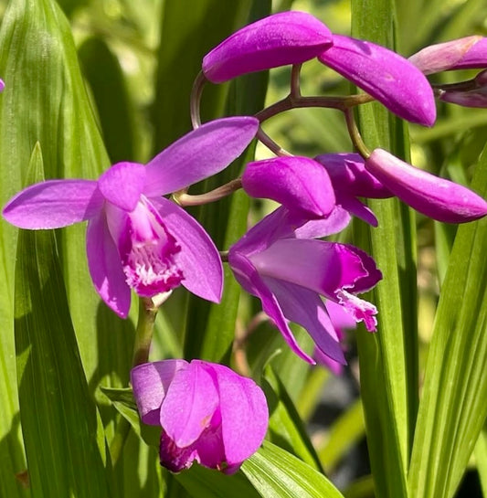 Bletilla striata vibrant purple orchid flowers with green lance-shaped leaves in sunlight