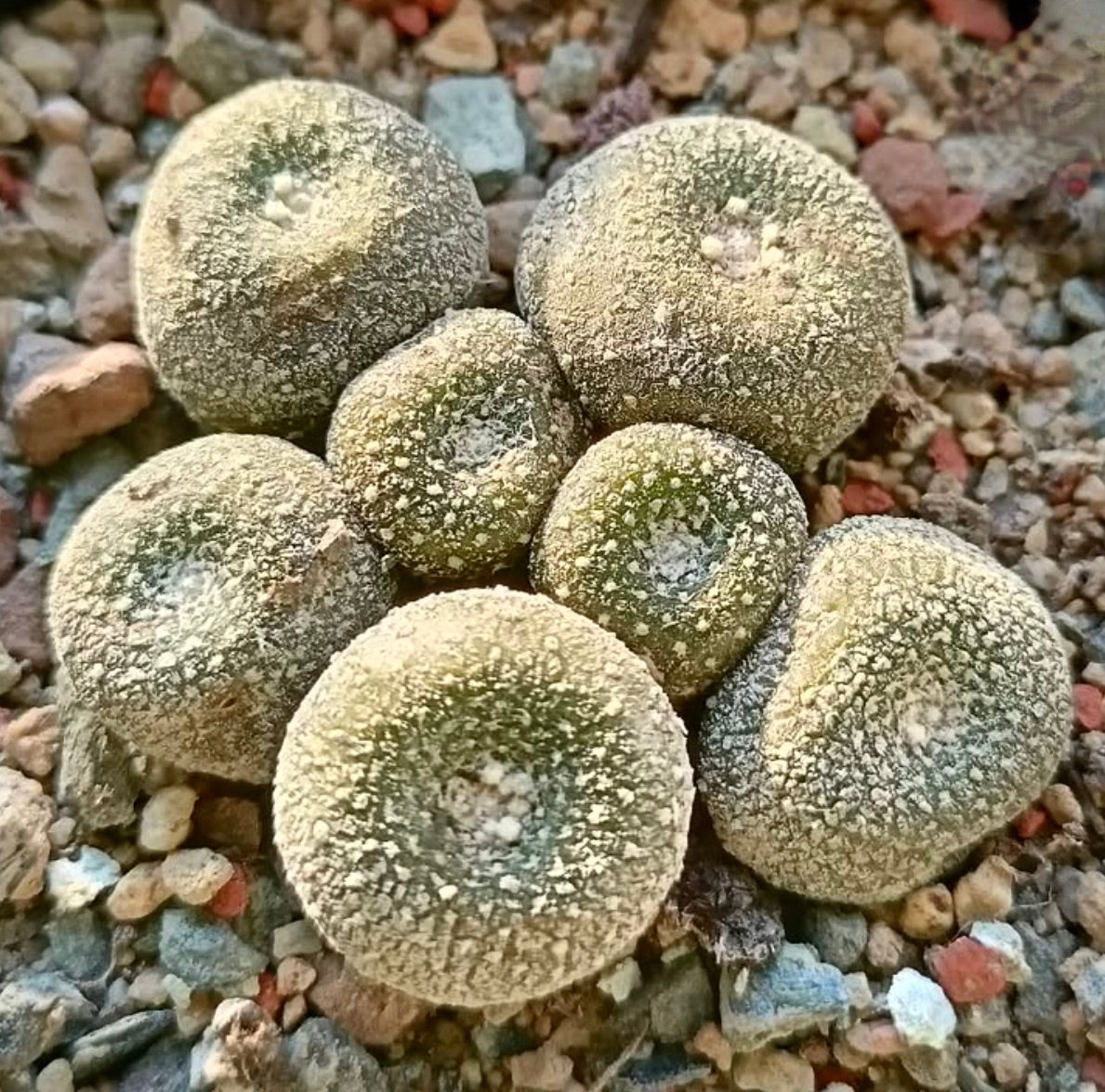 Blossfeldia fechseri raro piccolo cactus succulento a grappolo con superficie testurizzata su ghiaia