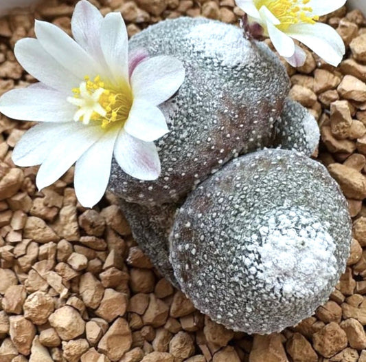 Blossfeldia liliputana var. alba raro cactus succulento con fiori bianchi e corpo grigio-verde texturizzato