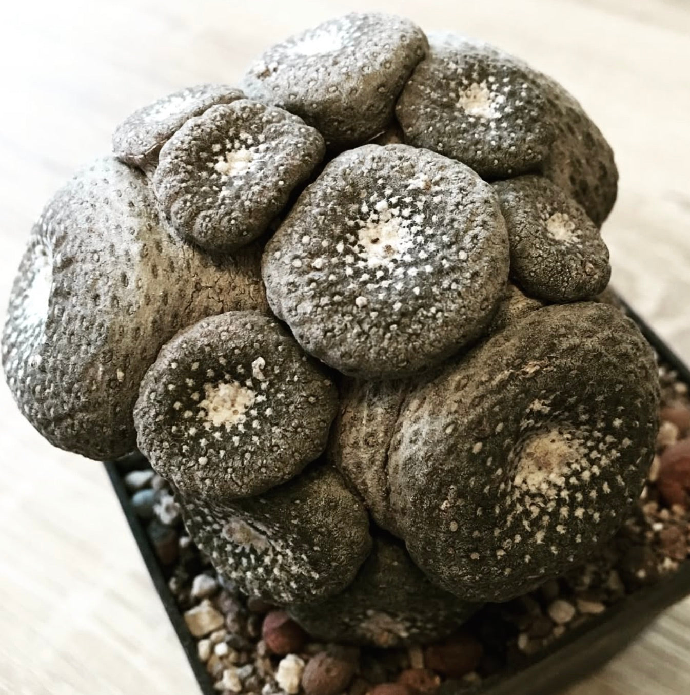 Blossfeldia pedicellata rare succulent cactus with textured grayish tubercles in pot