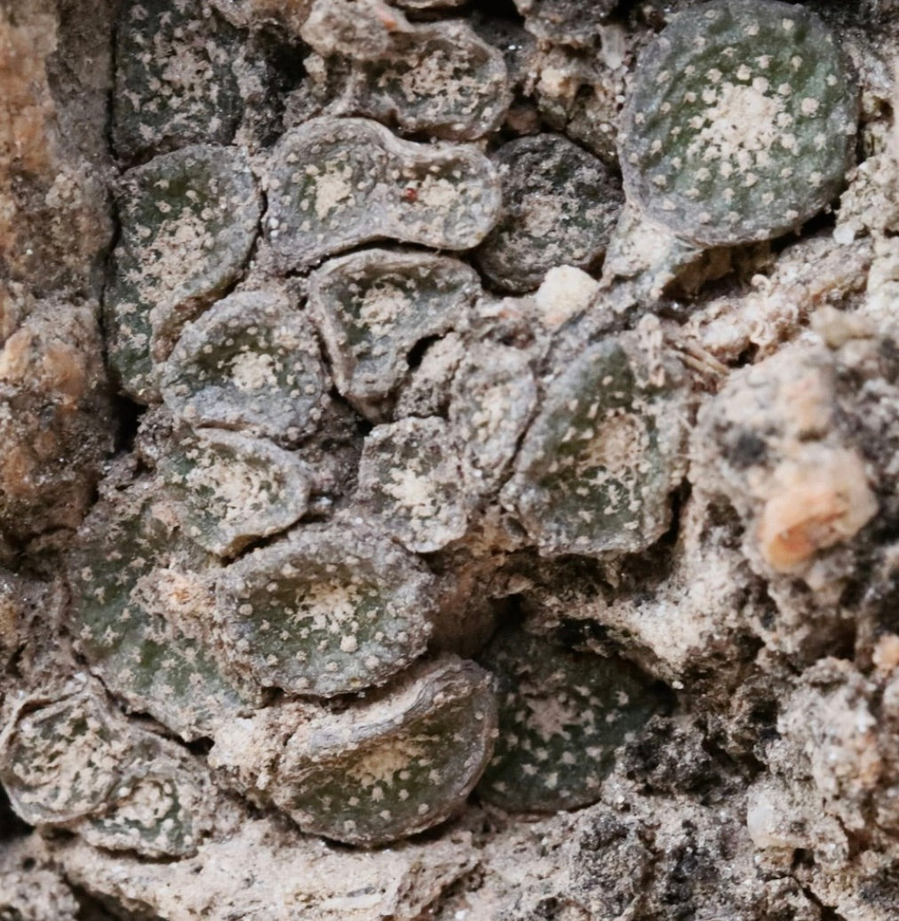 Blossfeldia sp. raro piccolo cactus succulento con tubercoli verdi raggruppati e macchie bianche