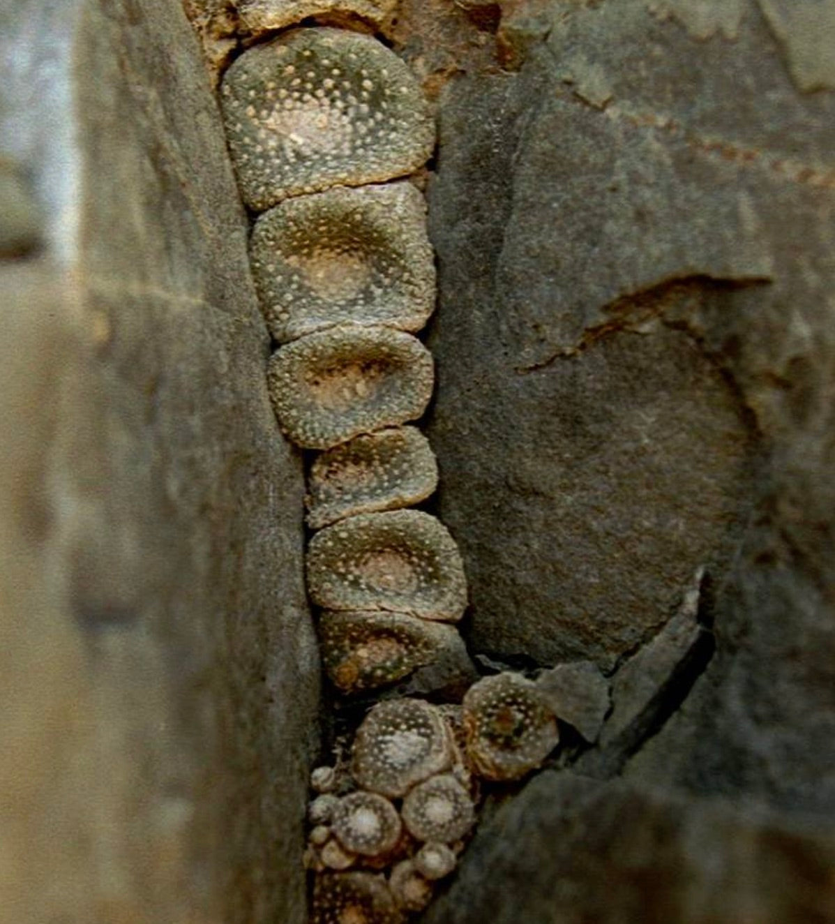 Blossfeldia sp. raro piccolo cactus succulento che cresce in fessure rocciose con superficie strutturata
