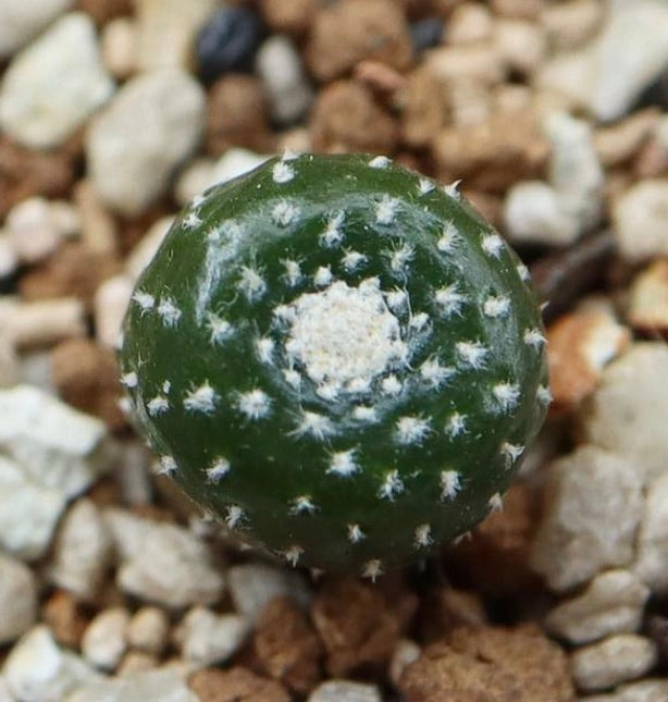 Blossfeldia subterranea small round green succulent cactus with white areoles on gravel