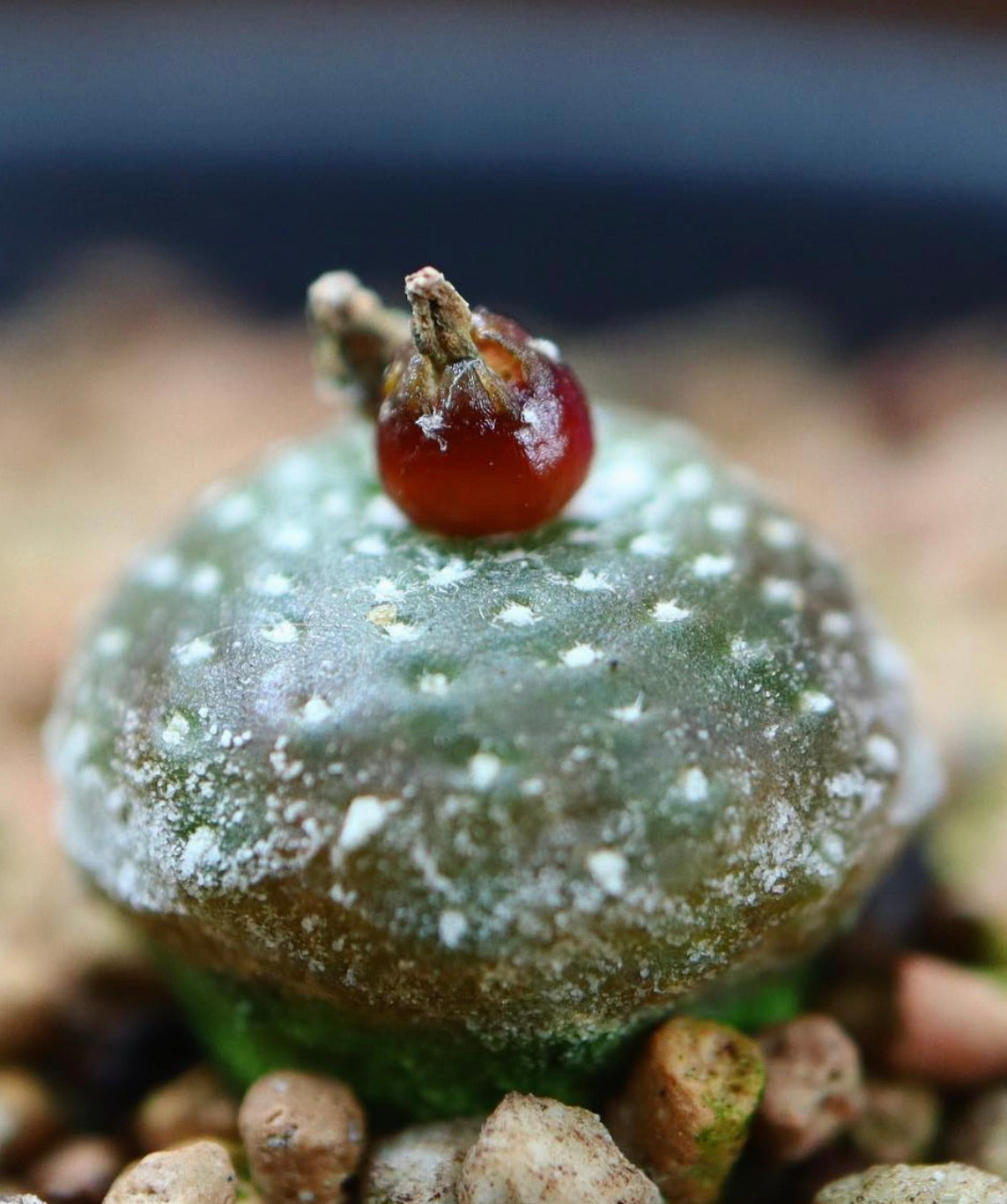 Blossfeldia tarabucoensis succulent cactus with small red fruit and white speckled body