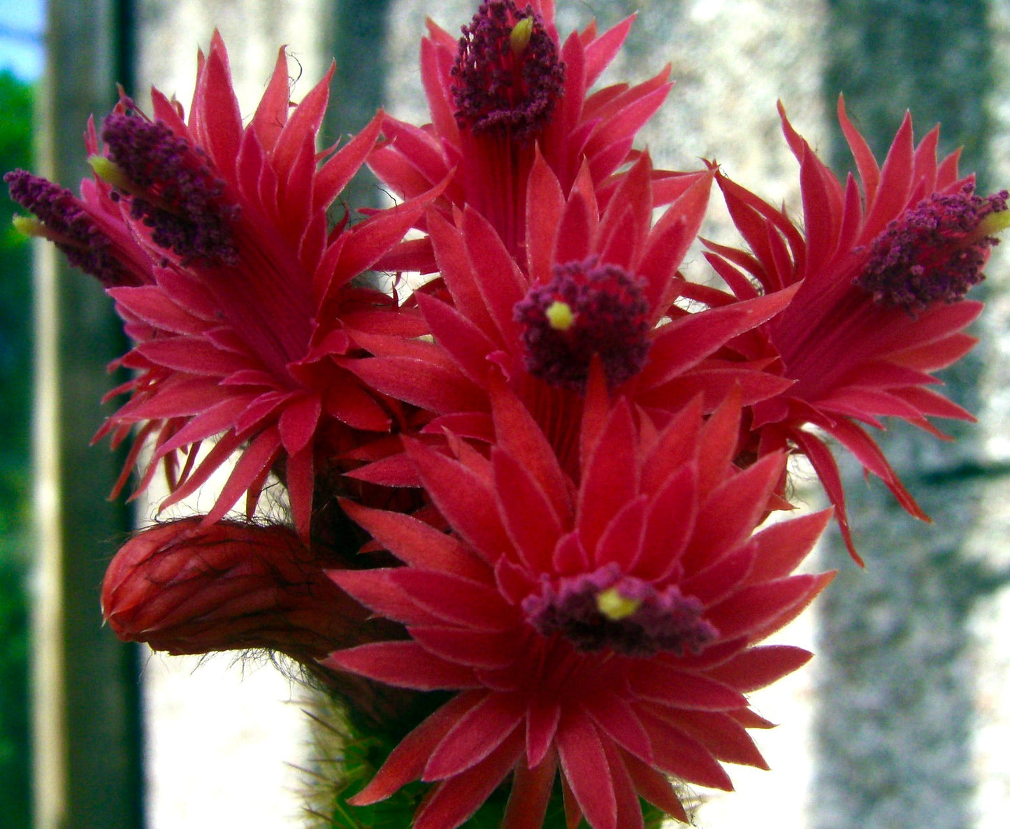 Fiori a stella di colore rosso vibrante di Bolivicereus samaipatanus con stami viola, cactus succulento in fiore