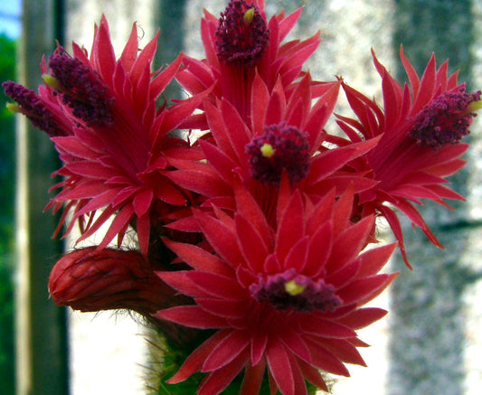 Fiori a stella di colore rosso vibrante di Bolivicereus samaipatanus con stami viola, cactus succulento in fiore