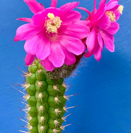 Borzicactus hutschinsonii cactus con fiori di un rosa vivido e spine appuntite su sfondo blu