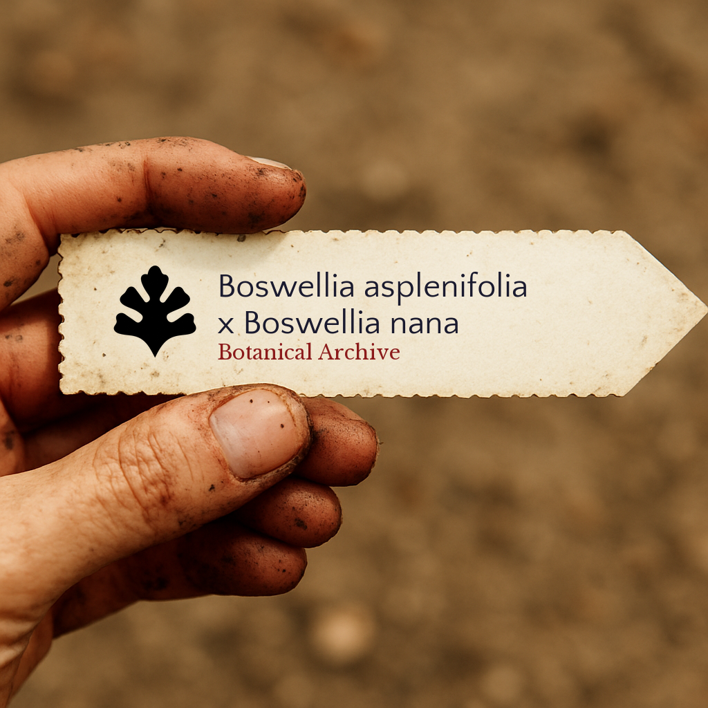 Etichetta stampata per pianta di Boswellia asplenifolia x Boswellia nana tenuta da mano sporca all'aperto