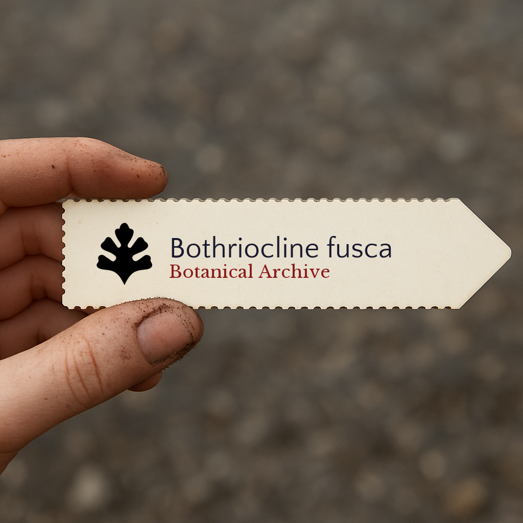 Printed plant label for Bothriocline fusca held by hand with soil-stained fingers