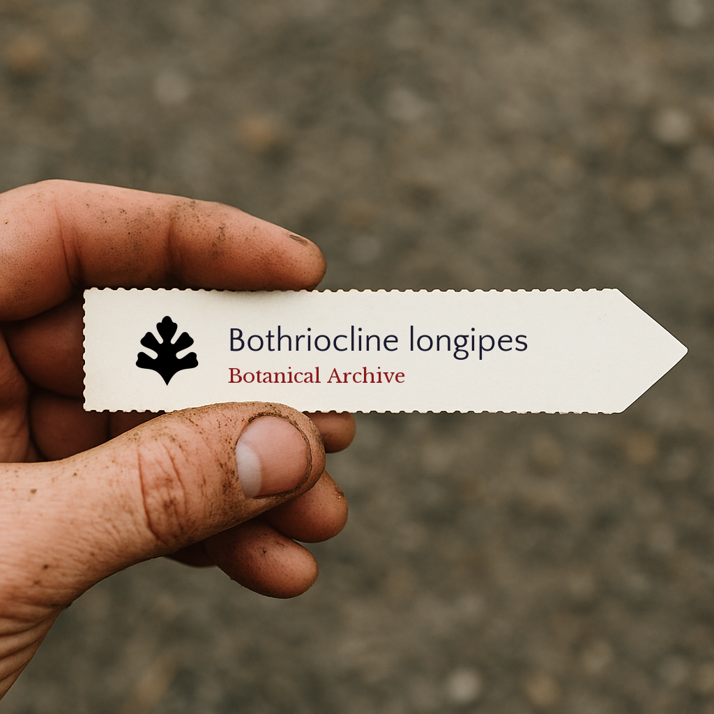 Etichetta per piante stampata per Bothriocline longipes tenuta in mano con sfondo di terra