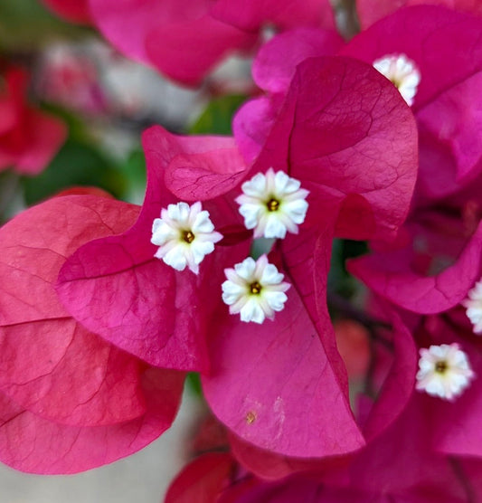 Brattee rosa vivace di Bougainvillea spectabilis con piccoli delicati fiori bianchi in primo piano
