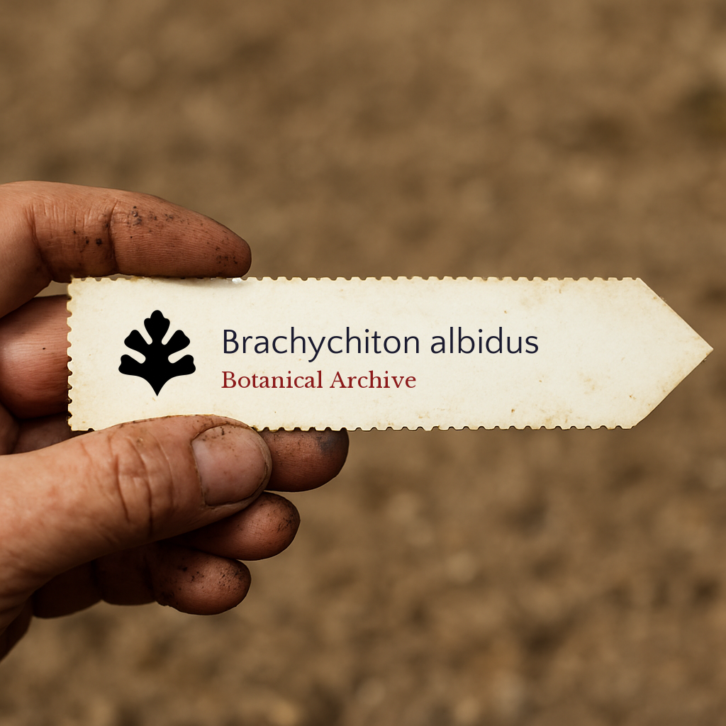 Brachychiton albidus | 10 SEEDS