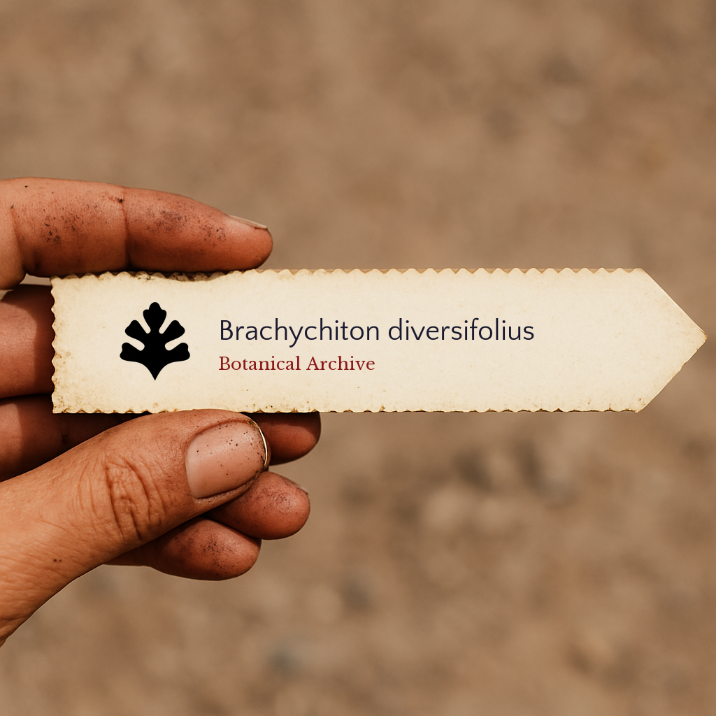 Etichetta per pianta stampata per Brachychiton diversifolius tenuta a mano con sfondo di terreno